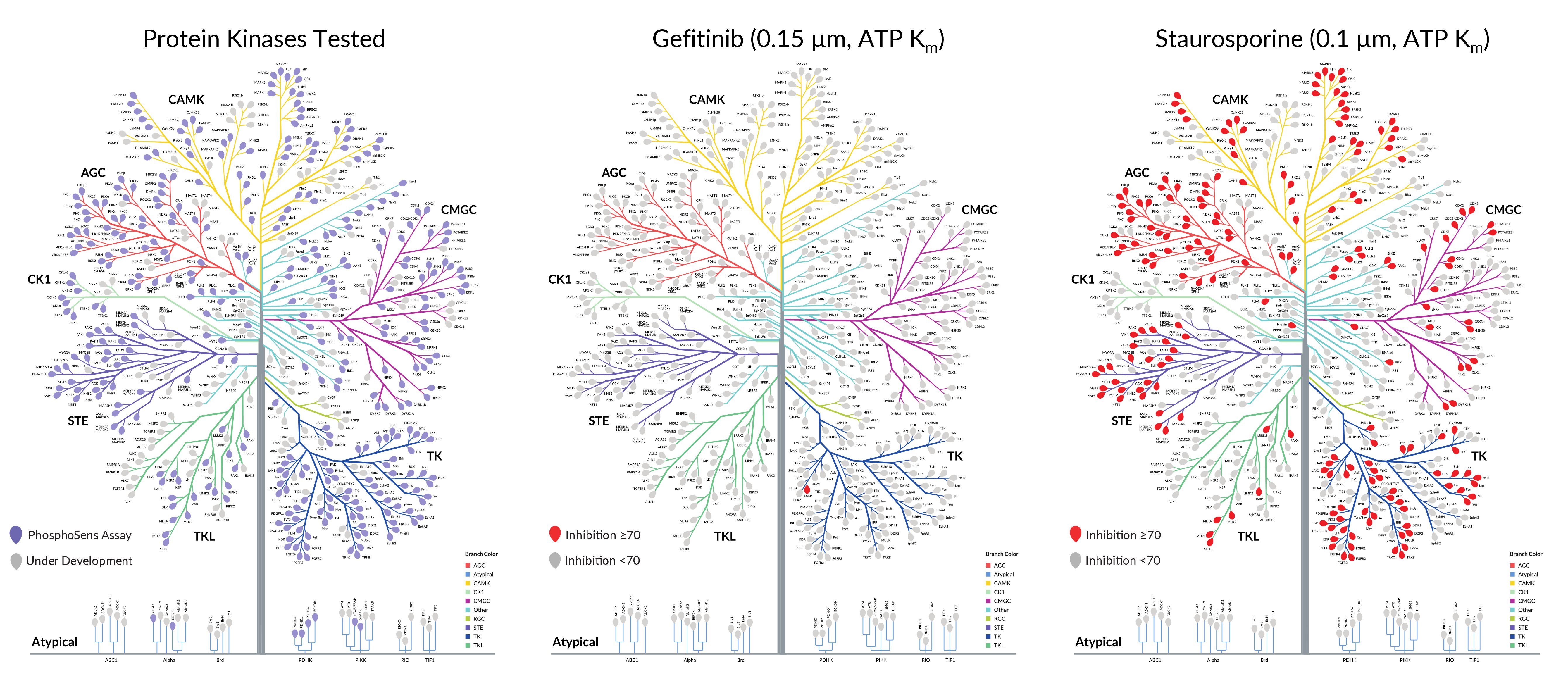 kinsight kinome profiling 400 wild-type kinases